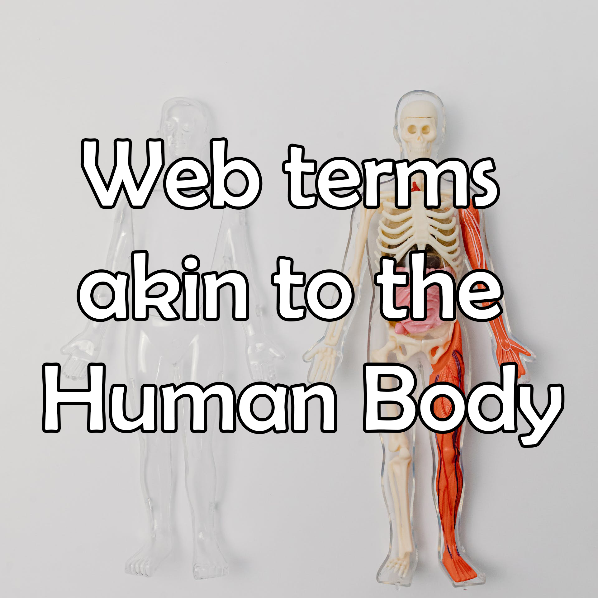 Web Terms Akin to the Human Body